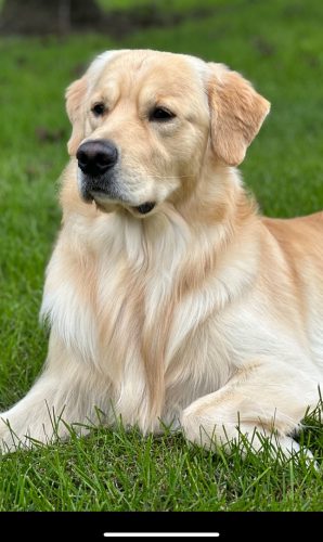 Hank, golden retriever - Dog Photo Contest